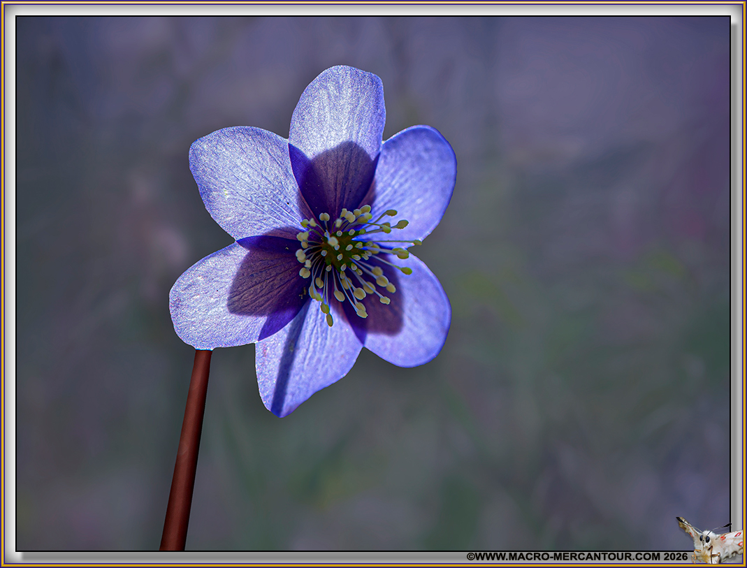 An&eacute;mones h&eacute;pathiques